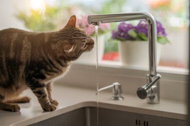 Güzel kısa saç kedi içme suyu musluk mutfak at