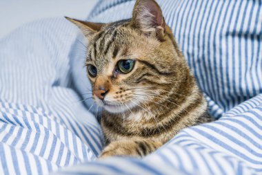 Evdeki yatakta yatan güzel kısa saçlı kedi.