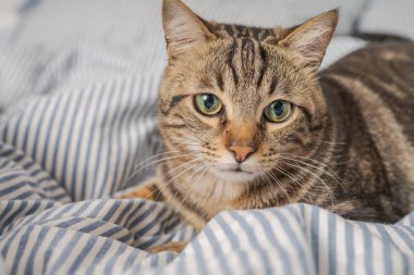 Evdeki yatakta yatan güzel kısa saçlı kedi.