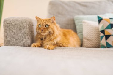 Güneşli bir günde evde kanepede yatan güzel kızıl uzun saçlarını kedi