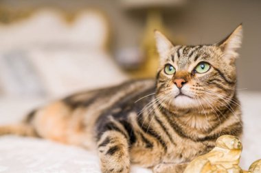 Evdeki yatakta yatan güzel kısa saçlı kedi.