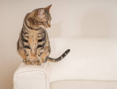 Güzel kısa saç kedi evde kanepede yalan