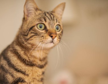 Kısa saç sevimli kedi evde meraklı ve snooping seyir