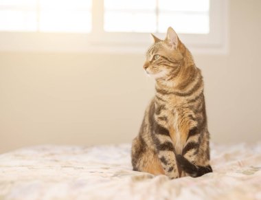 Evdeki yatakta yatan güzel kısa saçlı kedi.