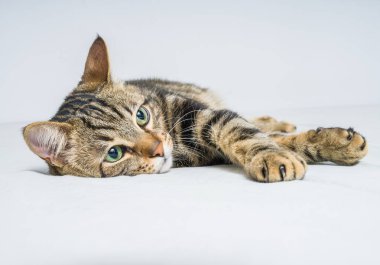 Evdeki yatakta yatan güzel kısa saçlı kedi.