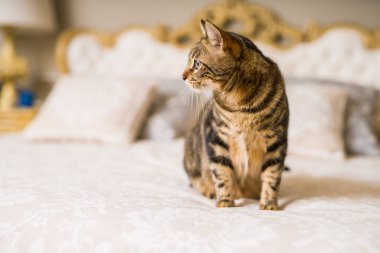 Evdeki yatakta yatan güzel kısa saçlı kedi.