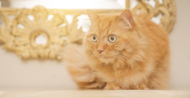 Evde masaya oturan güzel kızıl uzun saçlarını kedi