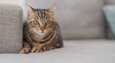 Güzel kısa saç kedi evde kanepede yalan