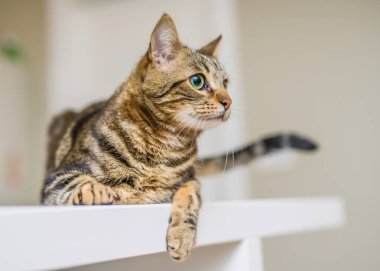 Güzel kısa saç kedi evde beyaz masanın üzerinde yatan
