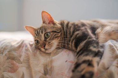 Evdeki yatakta yatan güzel kısa saçlı kedi.