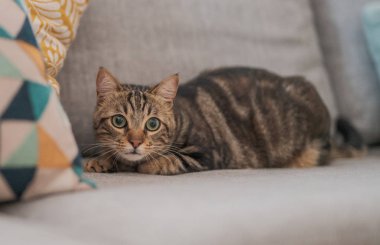 Güzel kısa saç kedi evde kanepede yalan