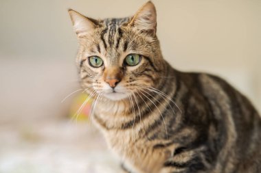 Evdeki yatakta yatan güzel kısa saçlı kedi.