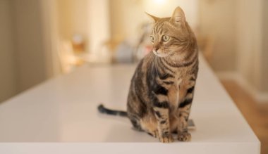 Evde beyaz masaya oturan güzel kısa saç kedi