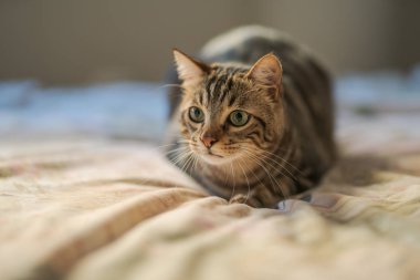 Evdeki yatakta yatan güzel kısa saçlı kedi.