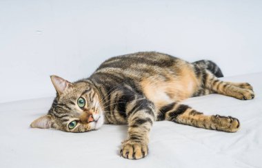 Evdeki yatakta yatan güzel kısa saçlı kedi.