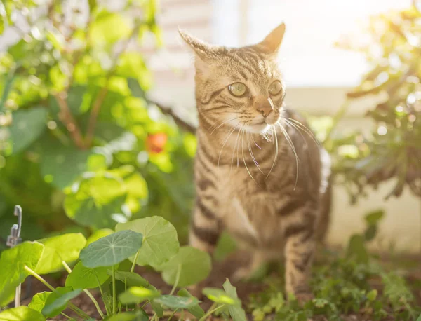 Hermoso Gato Pelo Corto Jugando Con Plantas Jardín Día Soleado — Foto de Stock