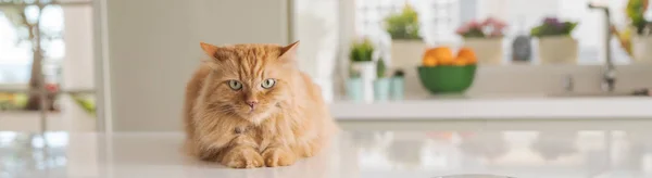 Linda Gengibre Gato Cabelo Longo Deitado Mesa Cozinha Dia Ensolarado — Fotografia de Stock