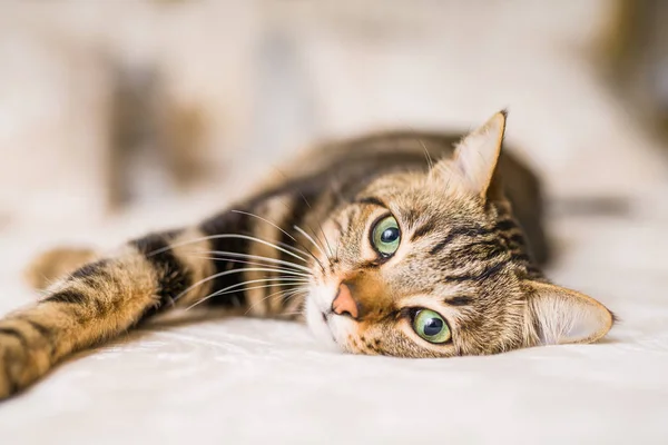 Vacker Kort Hår Katt Liggande Sängen Hemma — Stockfoto