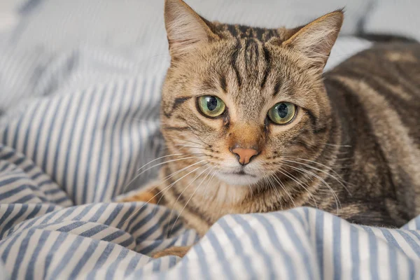 Evdeki yatakta yatan güzel kısa saçlı kedi.