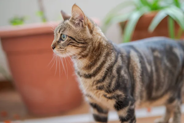 Vackra Kort Hår Katt Spelar Och Liggande Golvet Trädgården Hemma — Stockfoto