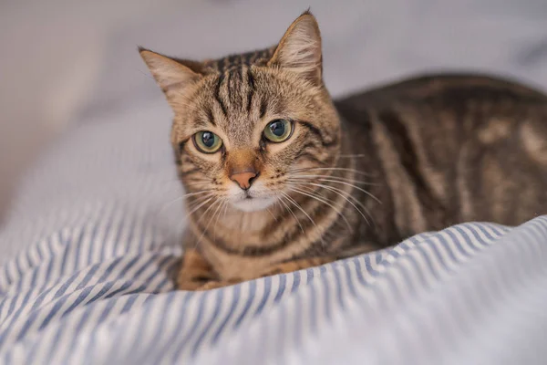 Bellissimo Gatto Pelo Corto Sdraiato Sul Letto Casa — Foto Stock