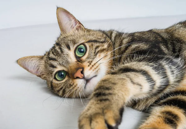 Beau Chat Cheveux Courts Couché Sur Lit Maison — Photo