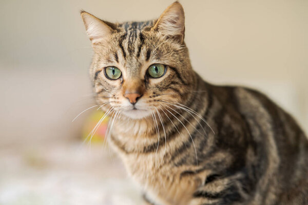 Beautiful short hair cat lying on the bed at home
