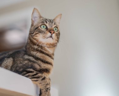 Kısa saç sevimli kedi evde meraklı ve snooping seyir