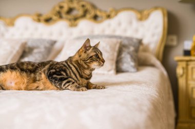 Evdeki yatakta yatan güzel kısa saçlı kedi.