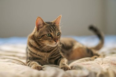Evdeki yatakta yatan güzel kısa saçlı kedi.