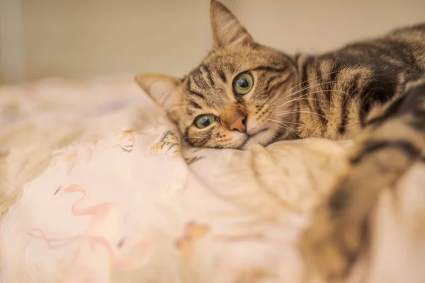 Schöne Kurzhaarkatze liegt zu Hause auf dem Bett — Stockfoto