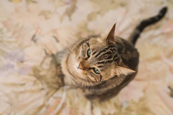 Hermoso gato de pelo corto acostado en la cama en casa —  Fotos de Stock