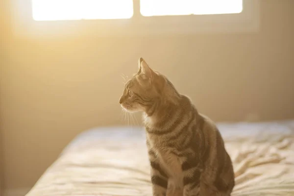 Evdeki yatakta yatan güzel kısa saçlı kedi. — Stok fotoğraf