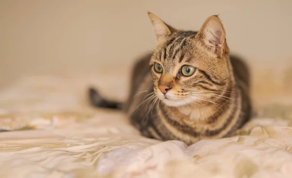 Piękne krótkie włosy kot leżący na łóżku w domu — Zdjęcie stockowe