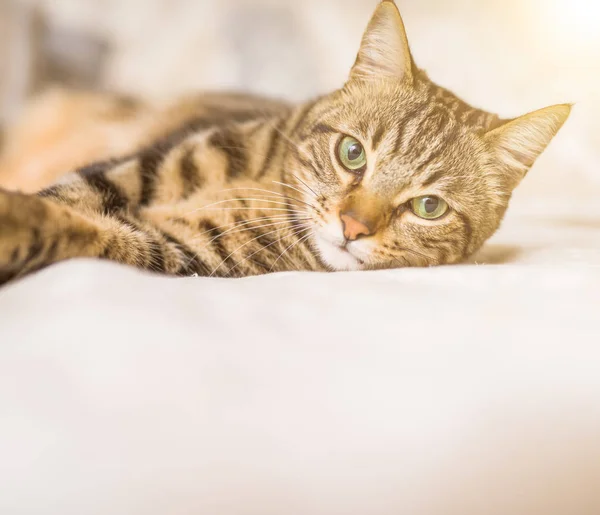 Hermoso gato de pelo corto acostado en la cama en casa —  Fotos de Stock