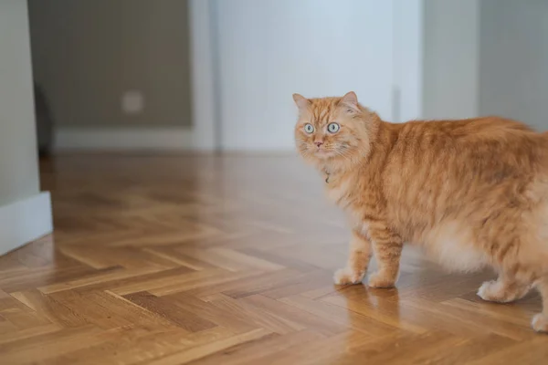 Hermoso jengibre pelo largo gato caminando alrededor de la casa, sentado —  Fotos de Stock