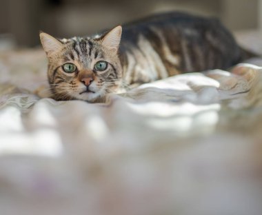 Evdeki yatakta yatan güzel kısa saçlı kedi.