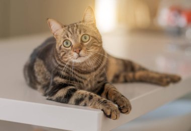 Güzel kısa saç kedi evde beyaz masanın üzerinde yatan