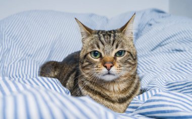 Evdeki yatakta yatan güzel kısa saçlı kedi.