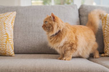 Güneşli bir günde kanepede yatan güzel Kızıl uzun saçlarını kedi 