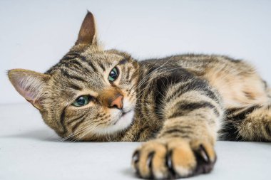 Evdeki yatakta yatan güzel kısa saçlı kedi.