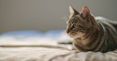 Evdeki yatakta yatan güzel kısa saçlı kedi.
