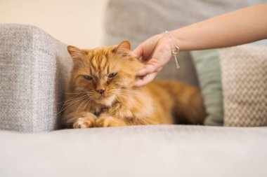 Bir s kanepede yatan güzel Kızıl uzun saçlarını kedi sarılma