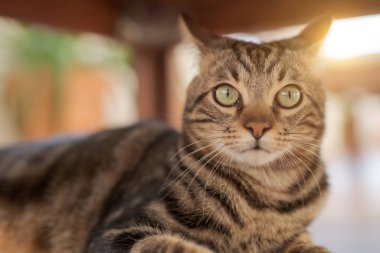 Güzel kısa saç kedi oynama ve g katta yalan