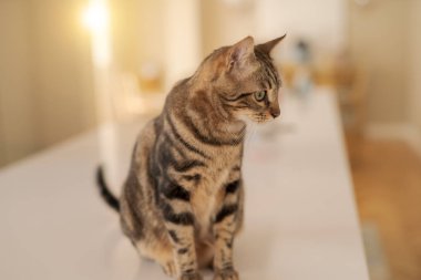 Evde beyaz masaya oturan güzel kısa saç kedi