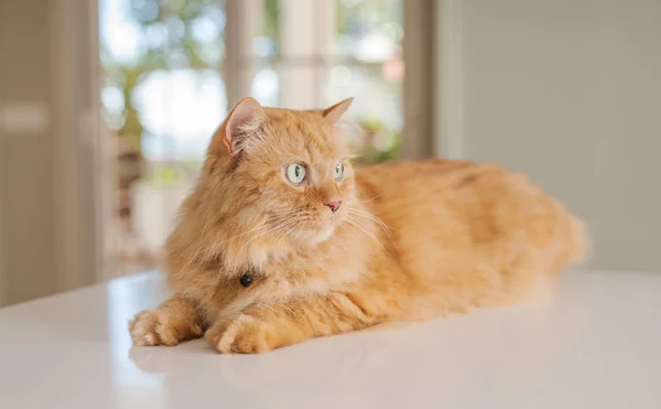 Hermoso jengibre pelo largo gato acostado en la mesa de la cocina en un soleado —  Fotos de Stock