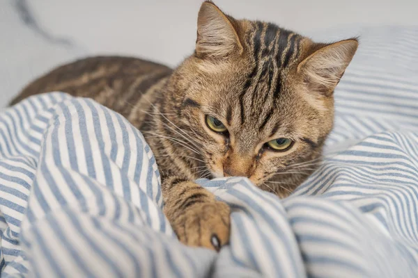 Belo gato de cabelo curto deitado na cama em casa — Fotografia de Stock