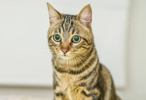 Niedliche Kurzhaarkatze schaut neugierig und schnüffelt zu Hause — Stockfoto