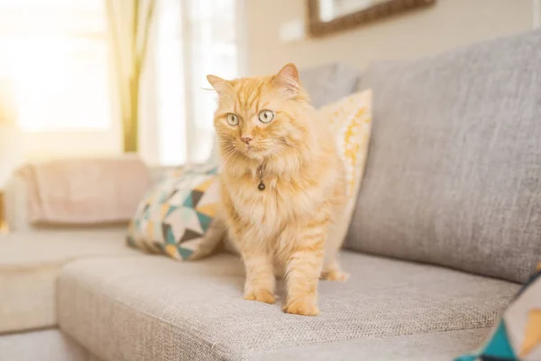 Hermoso jengibre pelo largo gato acostado en el sofá en un día soleado —  Fotos de Stock