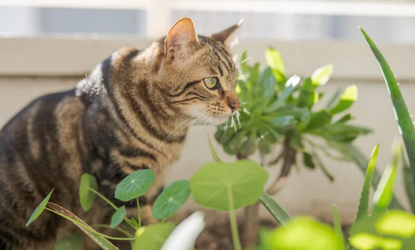 Vackra kort hår katt leker med växter i trädgården på en — Stockfoto